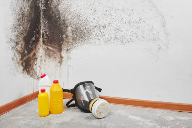 Best Home Mold Removal  in Four Corners, MT