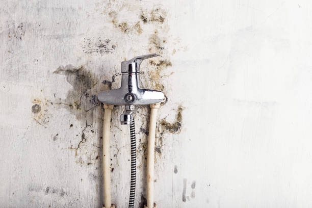 Best Black Mold Removal  in Four Corners, MT