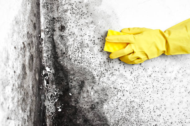 Best Mold Remediation  in Four Corners, MT