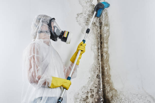 Mold Removal Process in Four Corners, MT