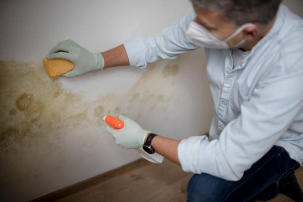 Best Residential Mold Removal  in Four Corners, MT