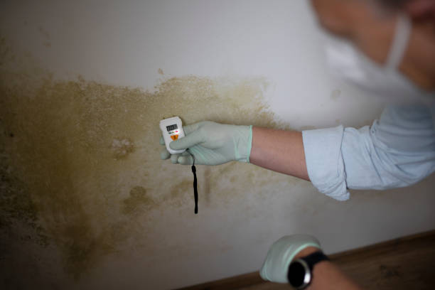 Best Certified Mold Removal  in Four Corners, MT