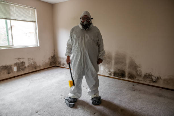 Mold Testing and Removal in Four Corners, MT