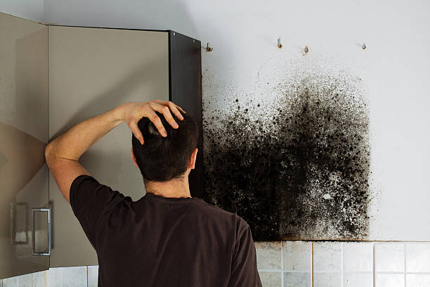 Best Office Mold Removal Services  in Four Corners, MT