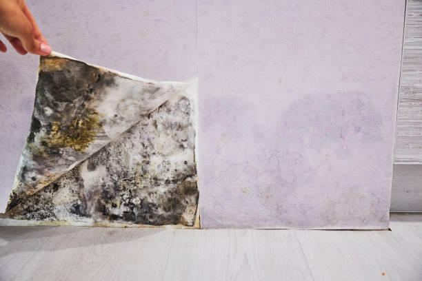 Best Affordable Mold Removal  in Four Corners, MT